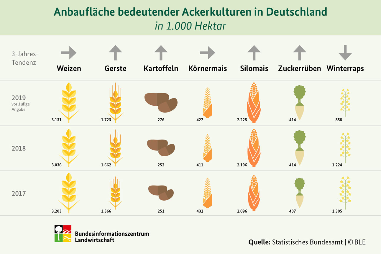 Anbaufläche bedeutender Ackerkulturen in Deutschland