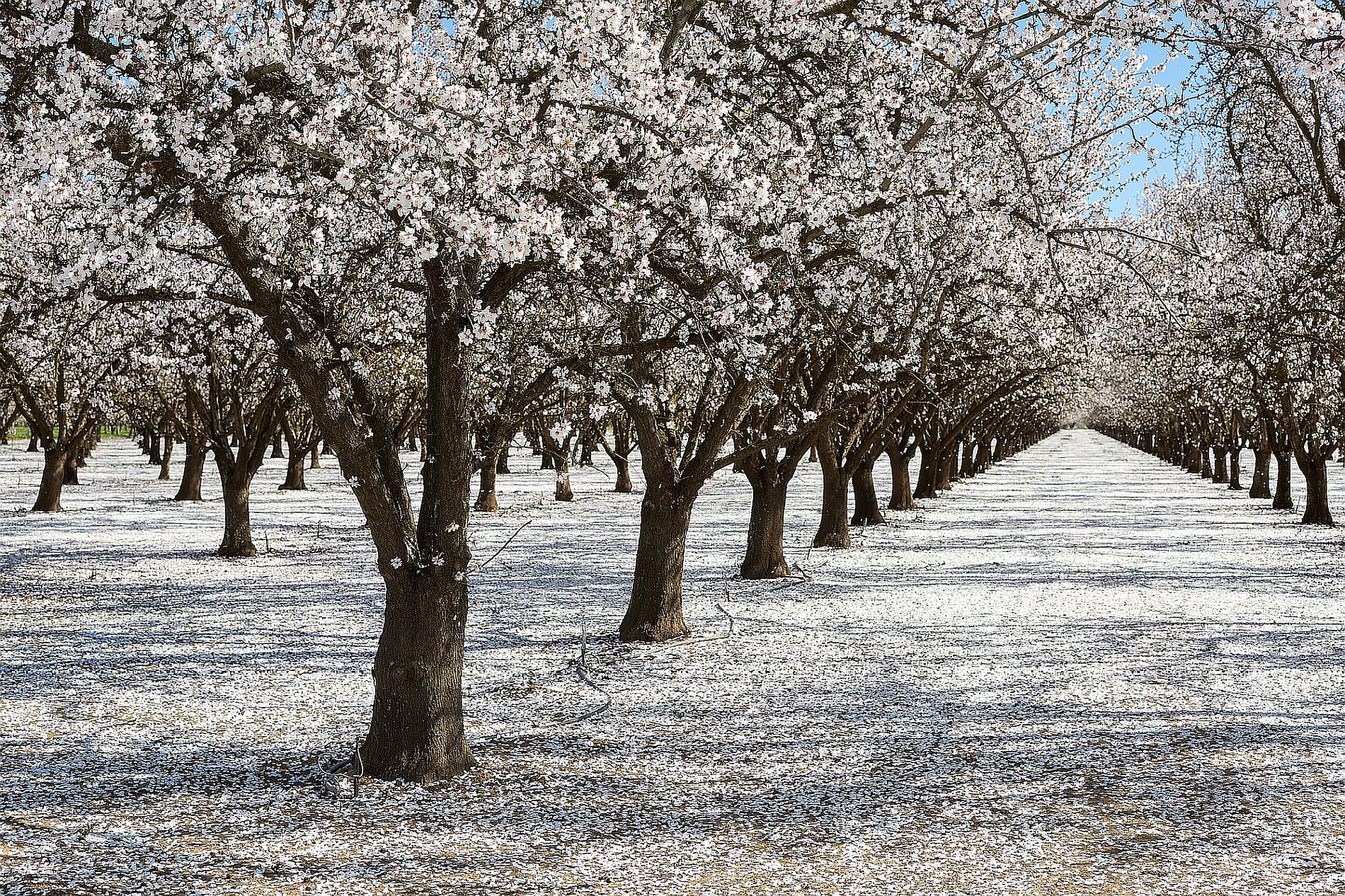 Blühende Mandelbäume entlang der Lone Pine Avenue südlich von Chico, Butte County, Kalifornien (März 2025)