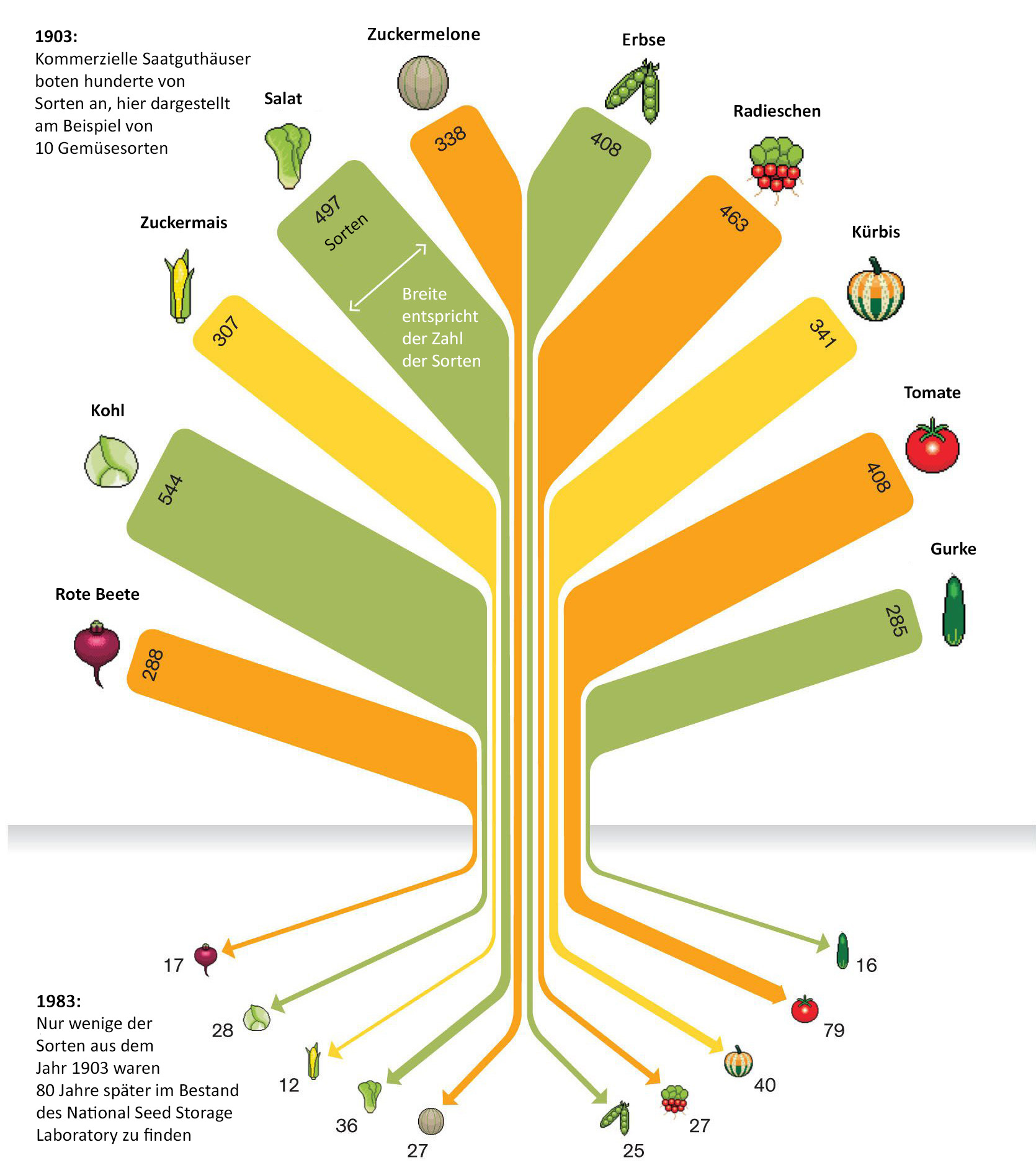 Abnehmende Biodiversität bei 10 Gemüsesorten in den USA (1903-1983)