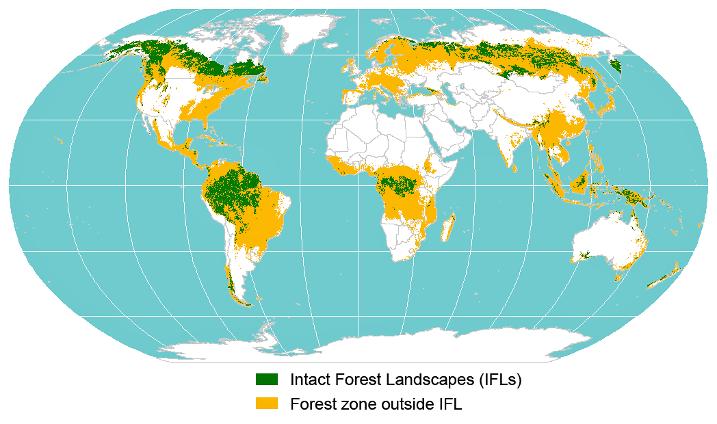 Die intakten Waldlandschaften innerhalb der waldbedeckten Gebiete der Erde