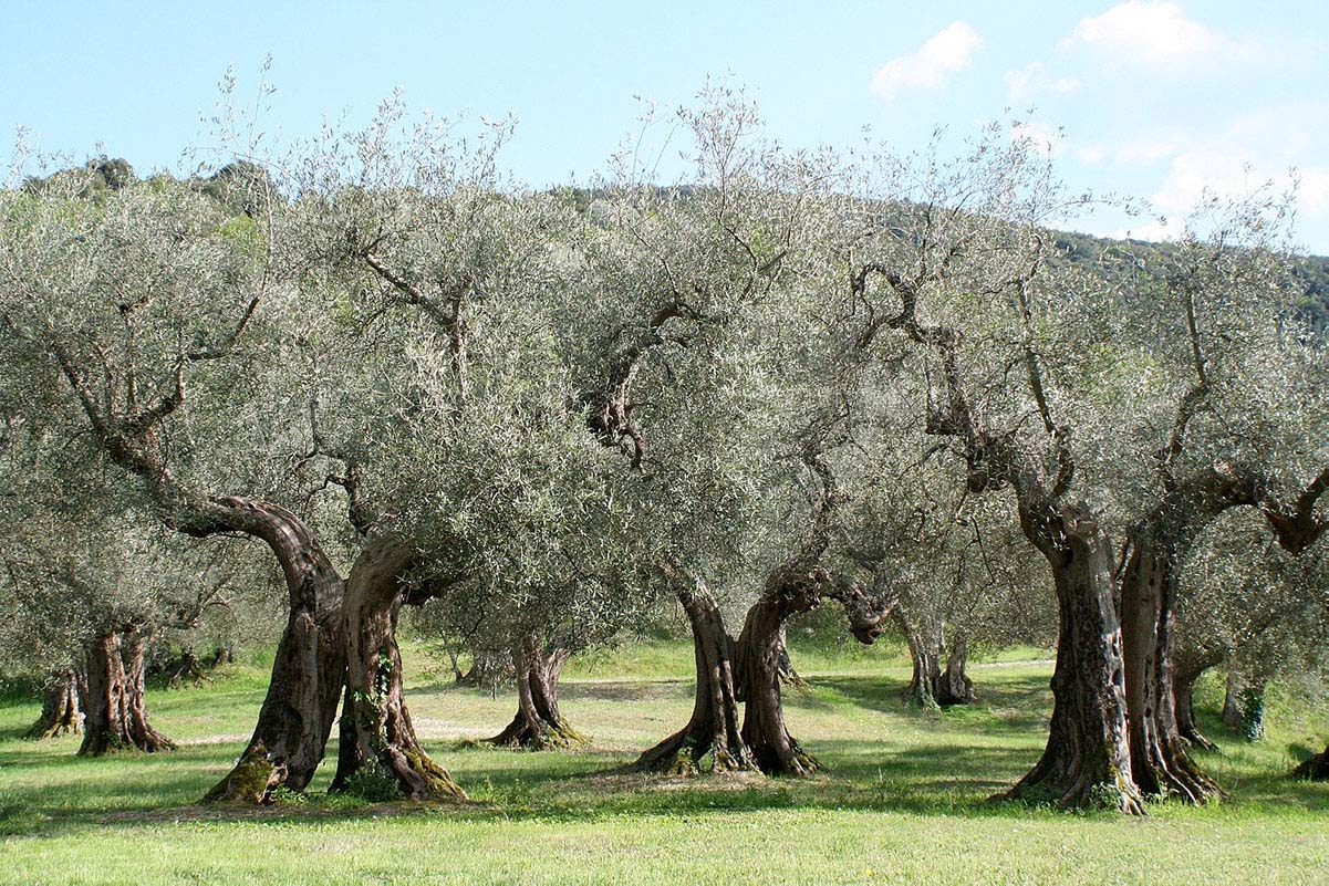 Olivenbäume in Umbrien